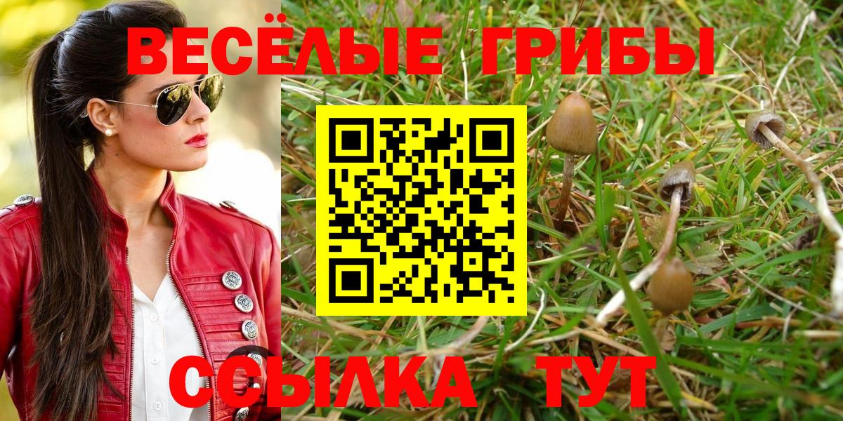 Ачхой-Мартан  Галлюциногенные грибы прущие грибы  Вход с VPN 